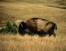Описание: buffalo001